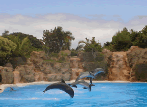 Loro Parque