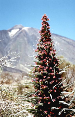 Mount Teidi flower