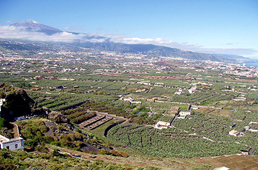 Orotava valley